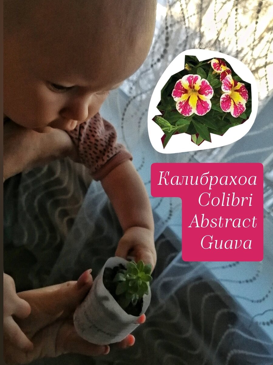 Каждый черенок прошёл тщательный осмотр малышковским ассистентом 