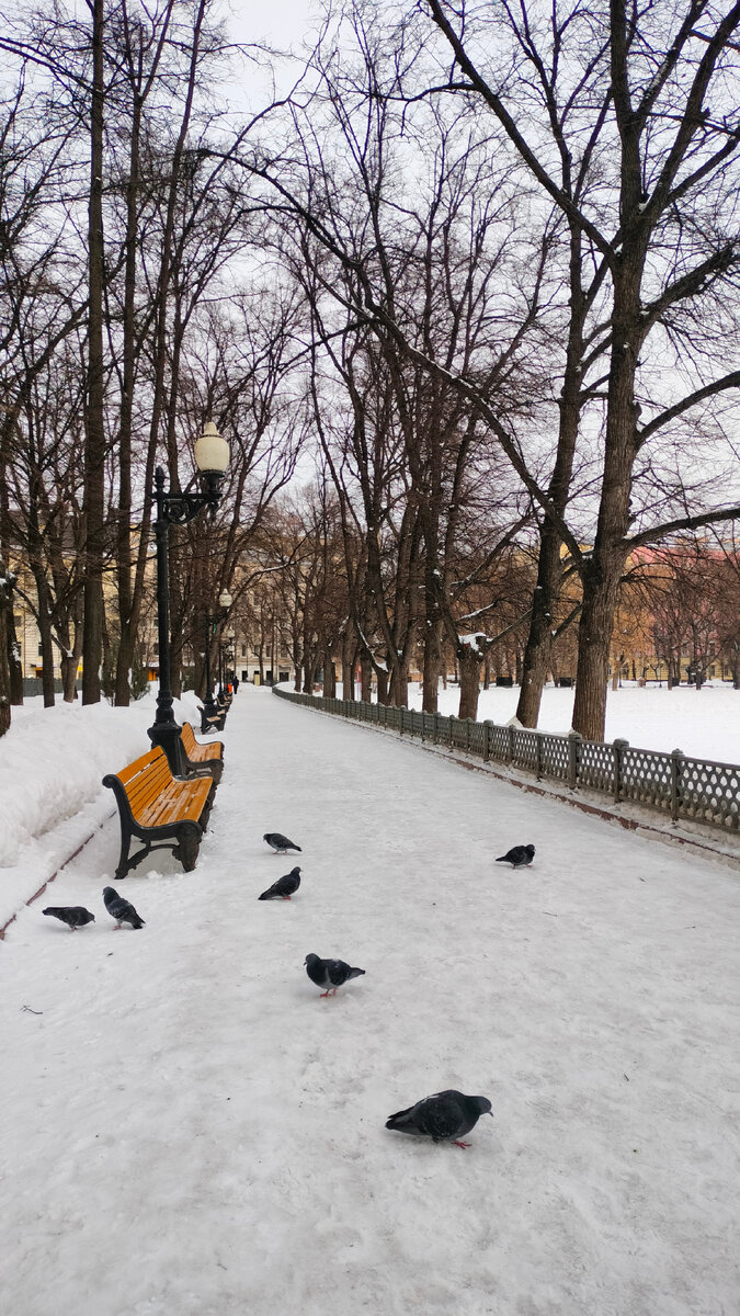 Голуби никуда не торопятся. Фото автора.