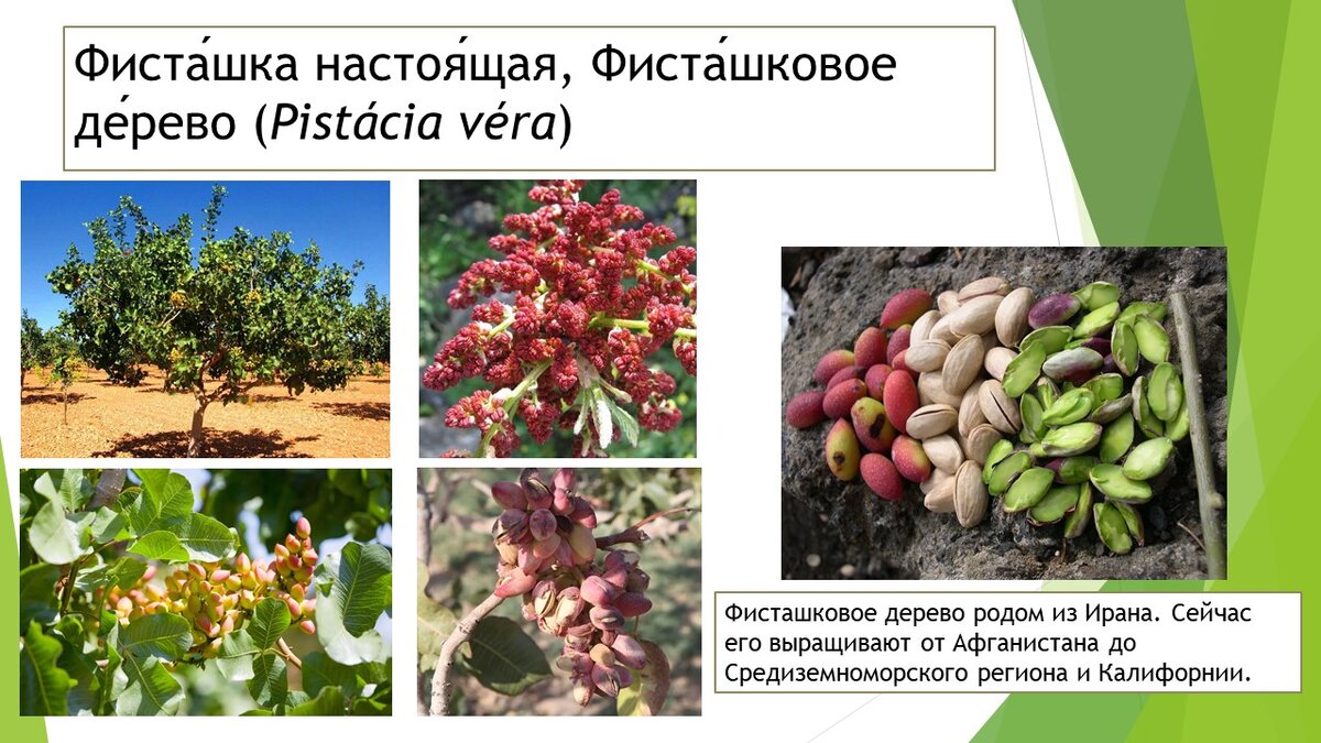(коллаж собственность канала "Невыдуманные истории еды")