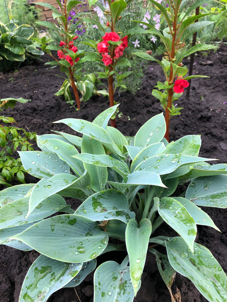 хоста, фото автора