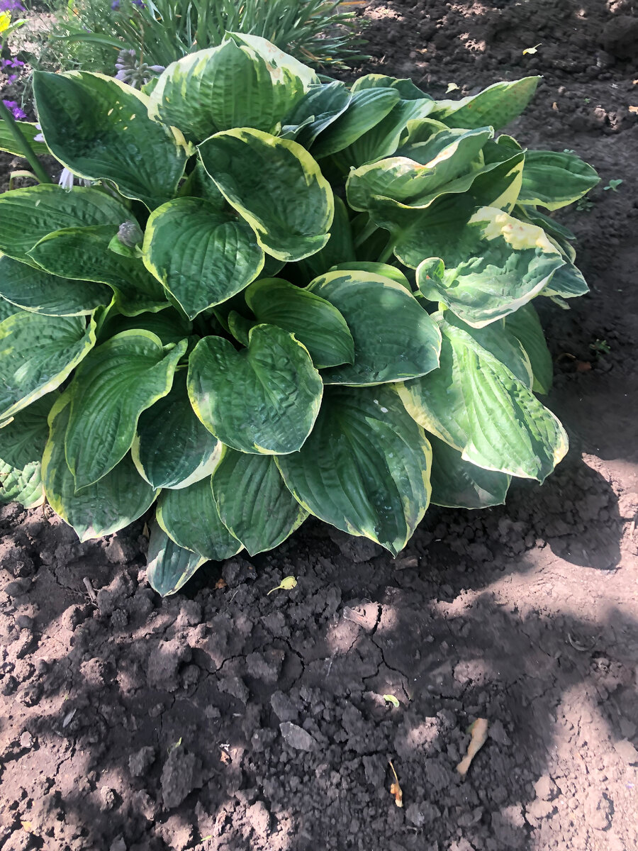 моя первая хоста.