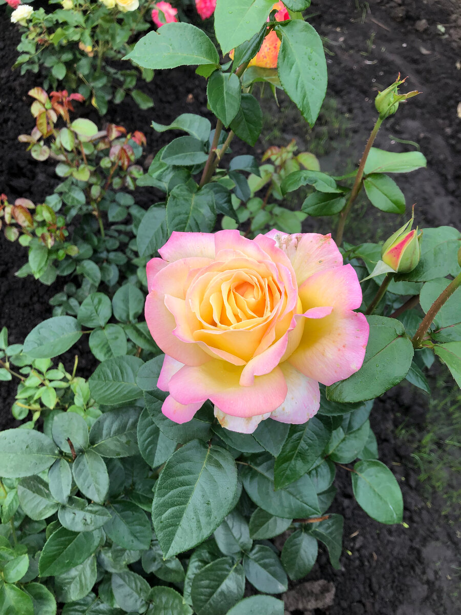 роза Глория Деи, все фото автора