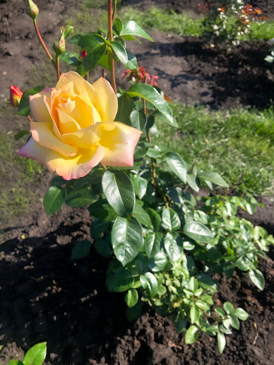 роза Глория Деи