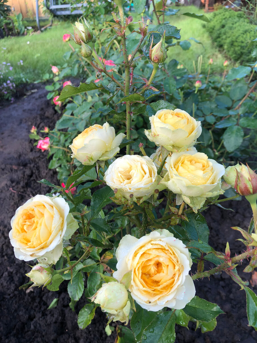 07.09 23. роза Болеро, фото автора