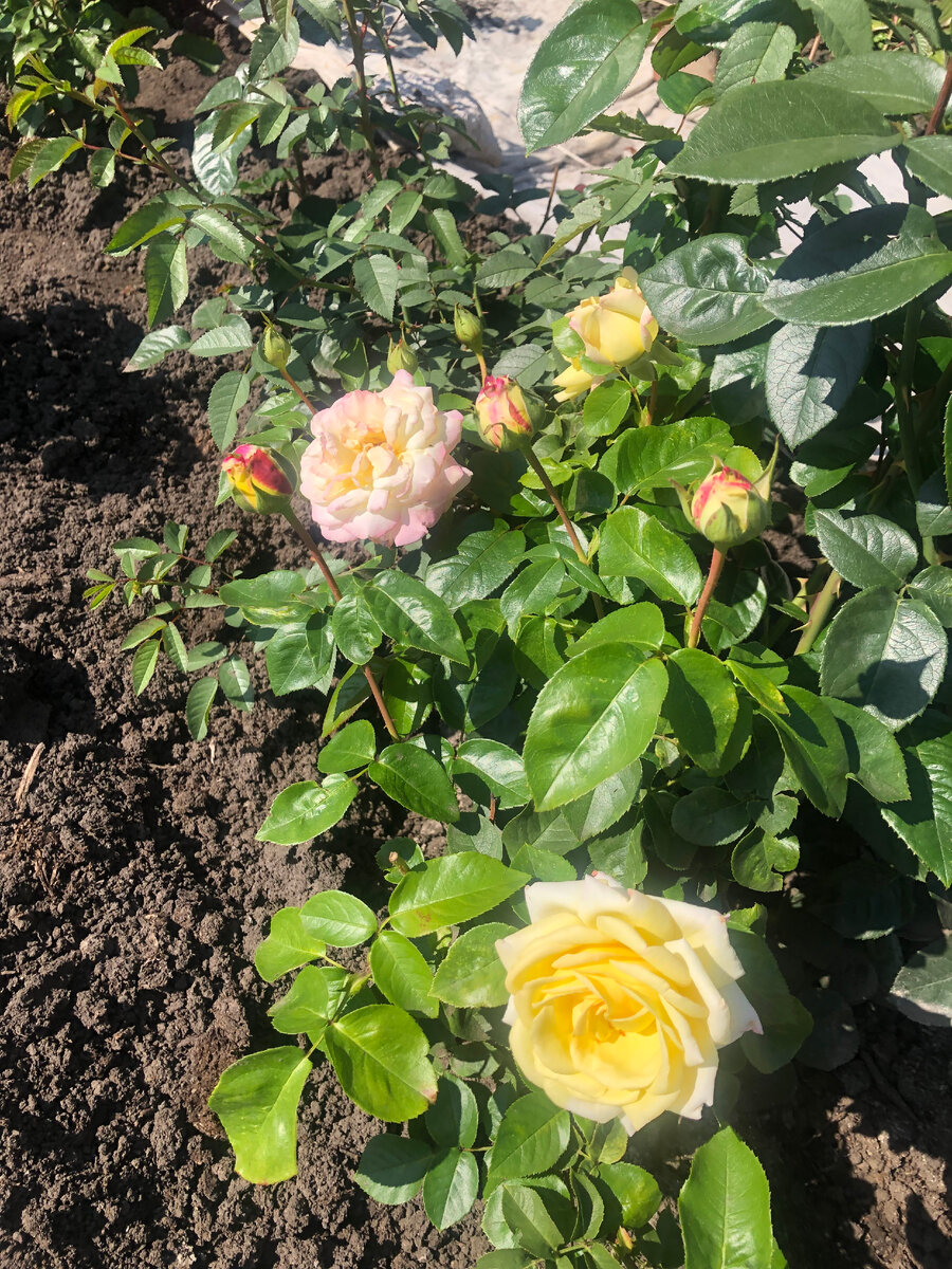 25.08.23 роза Глория Деи, фото автора