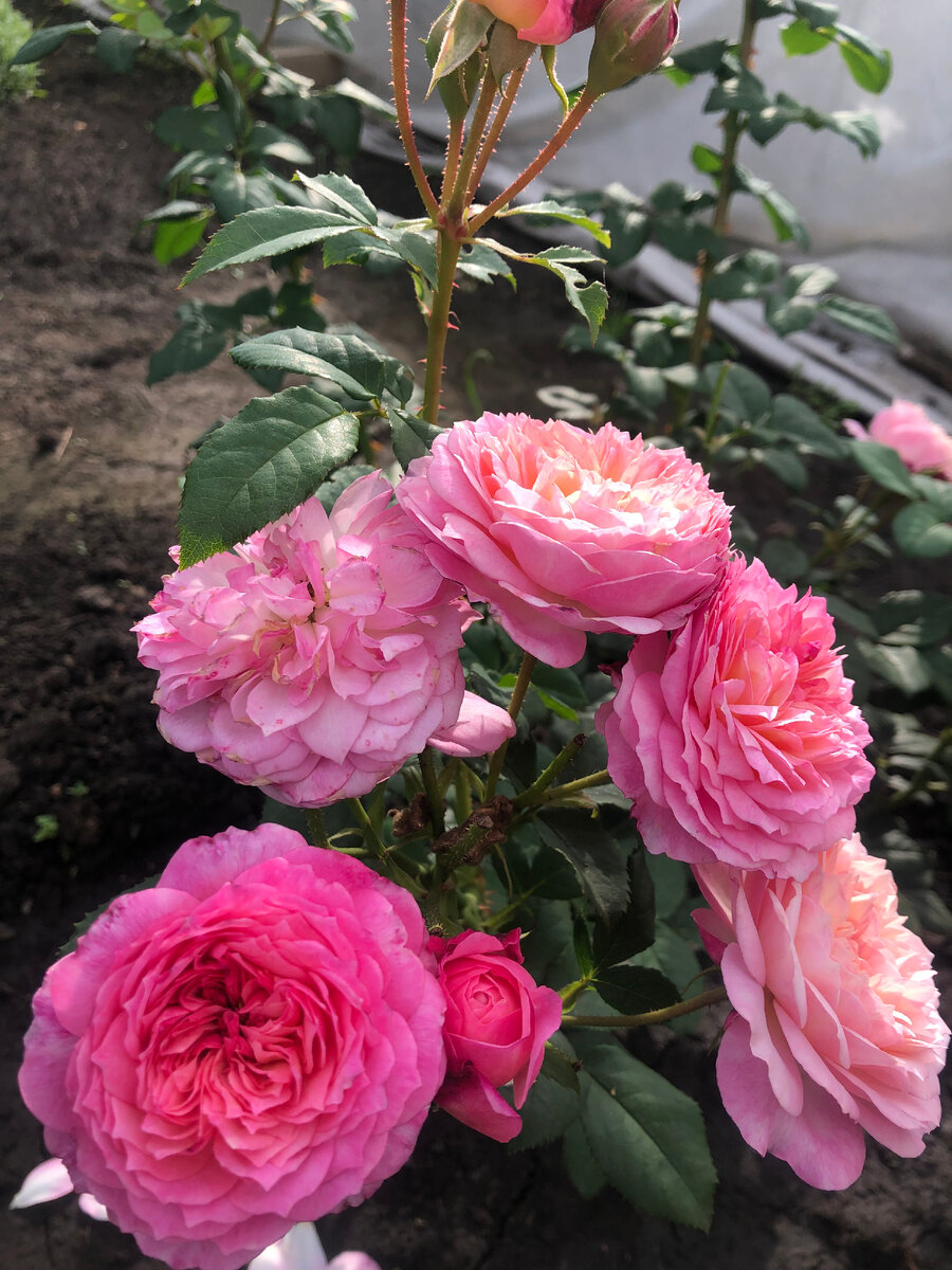 роза Констанс, фото автора