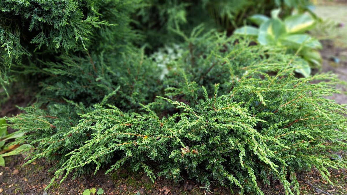 Под Mint Julep разрастается можжевельник обыкновенный Repanda