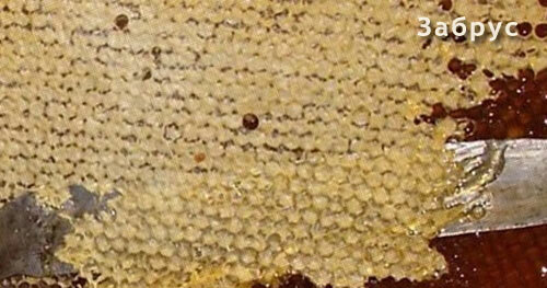 пчелиный забрус