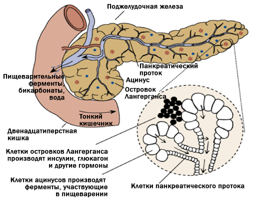 Ферменты поджелудочной продукты