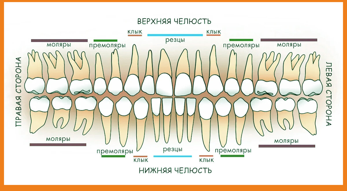 Название зубов