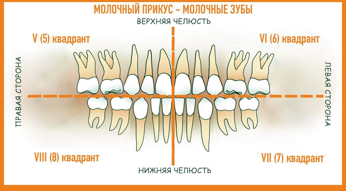 Почему стоматологи называют зубы по номерам и как они их считают? Аргументы и фа