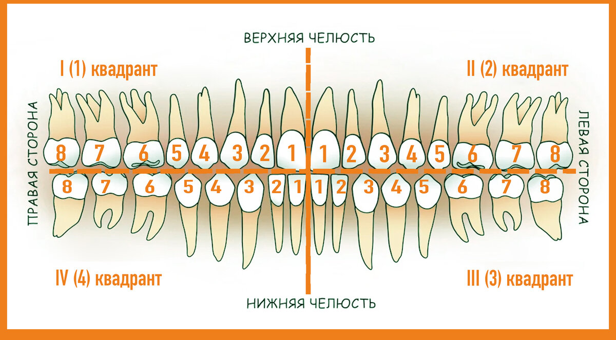 Зубы человека: виды, нумерация и зубная формула — Стоматология «Все свои!» — официальный сайт