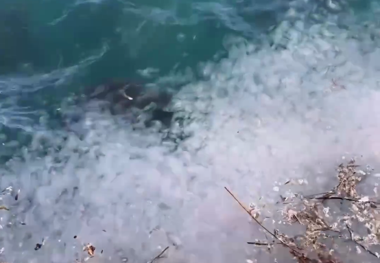    Фото: телеграм-канал Сочи Онлайн writ5