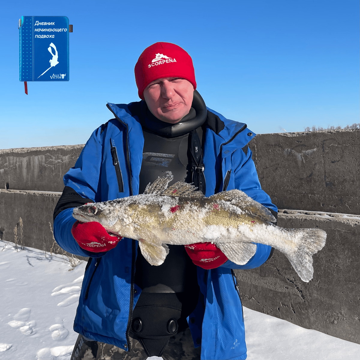 Судачок - всегда желанный...