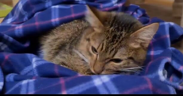 Кексик думает о жизни