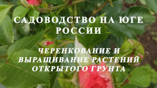 Садоводство на юге России. Черенкование и выращивание растений открытого грунта