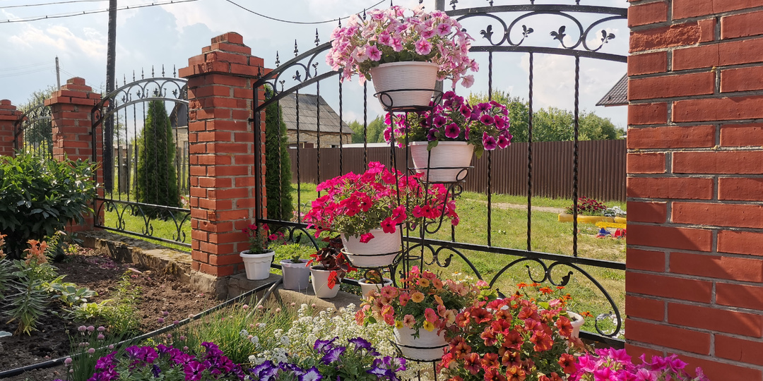 Как посеять петунию. Дачный сезон 2024