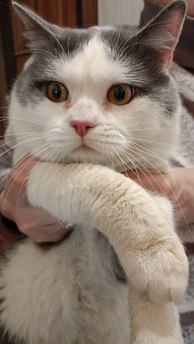 Котик над которым издевался хозяин