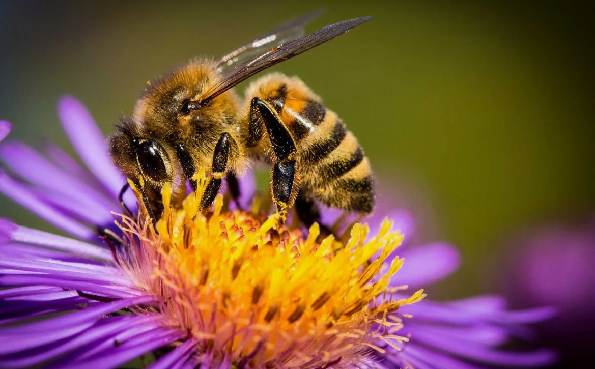 Поддерживая здоровье и разнообразие растительных экосистем, пчёлы вносят вклад в углеродное связывание и производство кислорода, а также в защиту от эрозии почвы и поддержание водного баланса.