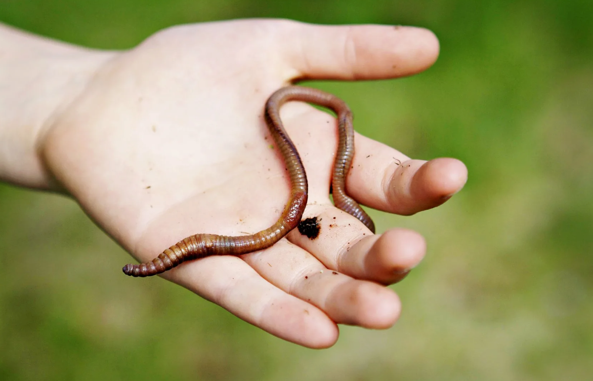Черви перемещаются в почве, создавая многочисленные тоннели. Эти тоннели увеличивают пористость почвы, что облегчает проникновение воздуха и воды к корням растений. Аэрация важна для поддержания здоровой среды для корней, способствуя их росту и предотвращая развитие гнили.