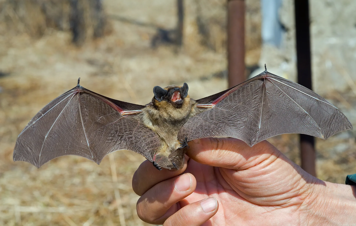 Летучие мыши способствуют поддержанию здоровья и стабильности многих экосистем, выполняя свои функции опылителей, распространителей семян и естественных средств борьбы с вредителями. Их деятельность помогает сохранить биоразнообразие и устойчивость экосистем.
