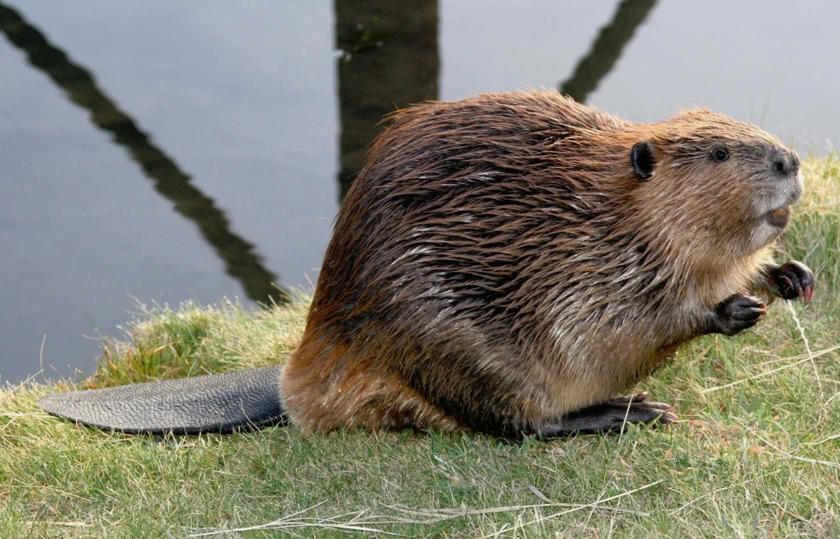 Строительство бобрами плотин замедляет поток воды, что способствует осаждению твёрдых частиц и уменьшению эрозии. Этот процесс помогает очищать воду от загрязнителей и увеличивать её прозрачность. Чистая вода важна не только для дикой природы, но и для людей.