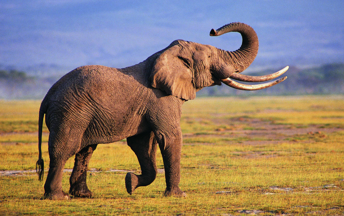 Строительство бобрами плотин замедляет поток воды, что способствует осаждению твёрдых частиц и уменьшению эрозии. Этот процесс помогает очищать воду от загрязнителей и увеличивать её прозрачность. Чистая вода важна не только для дикой природы, но и для людей. 
Создан