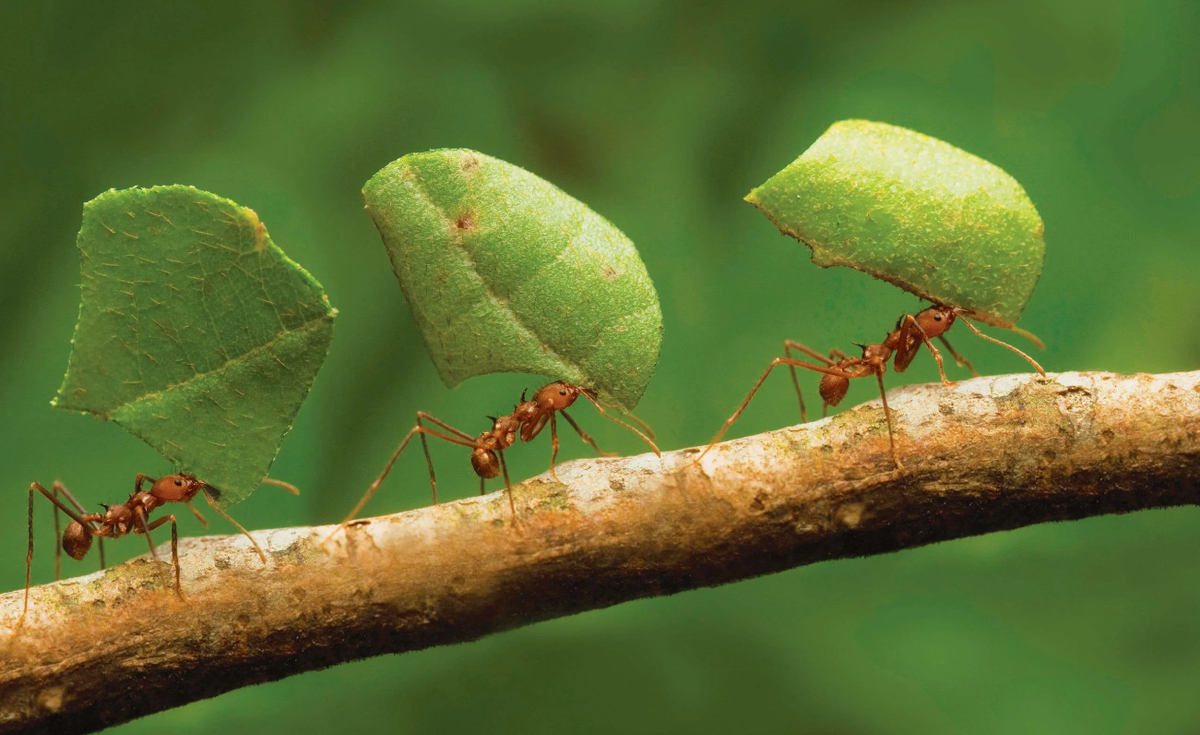 Муравьи активно перемещают почву во время строительства своих гнёзд, что способствует аэрации почвы и улучшает водный и воздушный режимы. Это улучшение структуры почвы положительно сказывается на здоровье растений и способствует их росту.