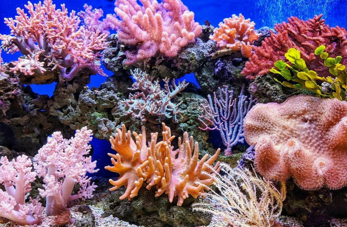 Коралловые рифы участвуют в углеродном цикле. Хотя общий вклад рифов в секвестрацию углерода (поглощение и хранение углекислого газа) может быть меньше, чем у других экосистем, таких как леса, они всё же играют роль в углеродном балансе океанов.
