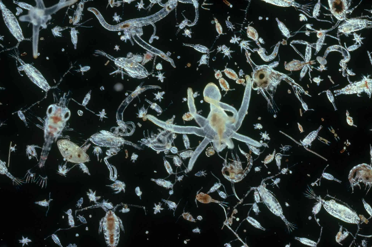 Фитопланктон вносит значительный вклад в производство кислорода на Земле через фотосинтез. Оценки указывают на то, что около 50% всего кислорода в атмосфере производится морским фитопланктоном. Это делает планктон неотъемлемой частью поддержания жизни не только в океанах, но и на суше.