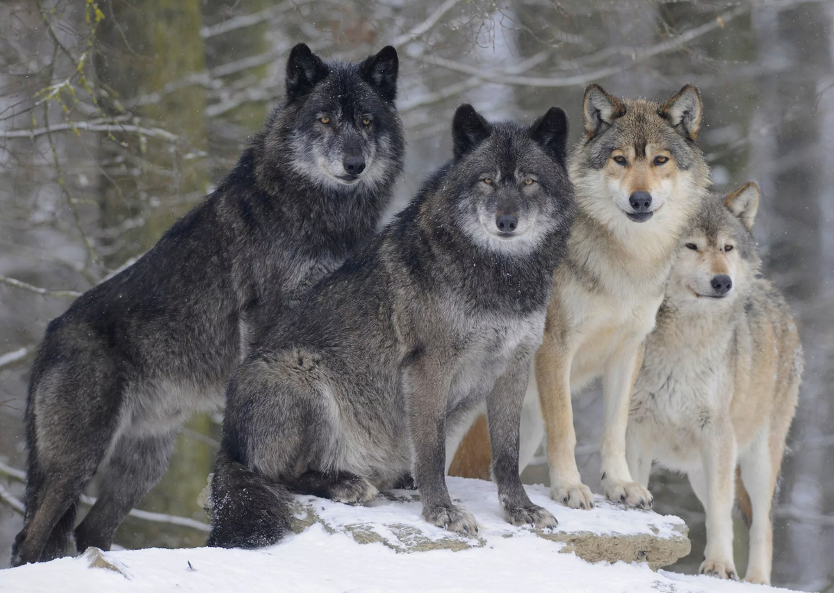 Охотясь на слабых и больных животных, волки помогают снизить распространение болезней среди популяций копытных, что ведет к более здоровым и устойчивым популяциям.