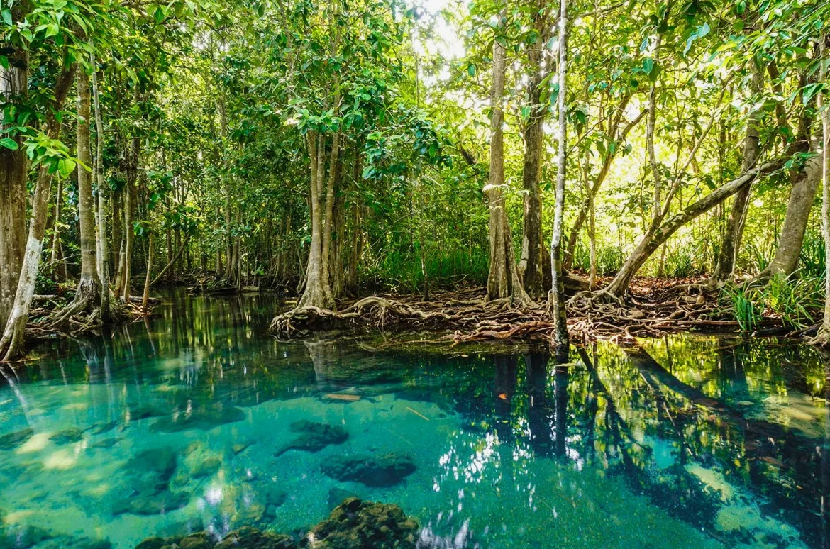 Мангровые леса эффективно поглощают и хранят углерод диоксид из атмосферы в своих корнях, стволах и окружающей почве, что помогает бороться с глобальным изменением климата. Они секвестрируют углерод гораздо эффективнее, чем большинство других лесов.