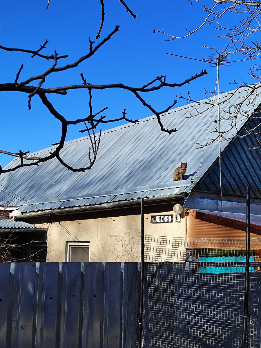 Еще не мартовский, но уже кот (февраль 2024 года)