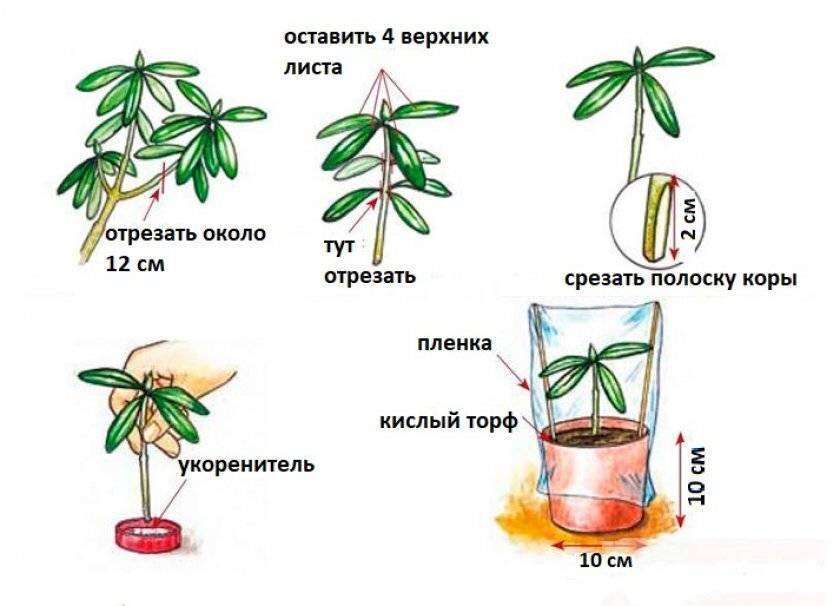 Размножение родендрона уход