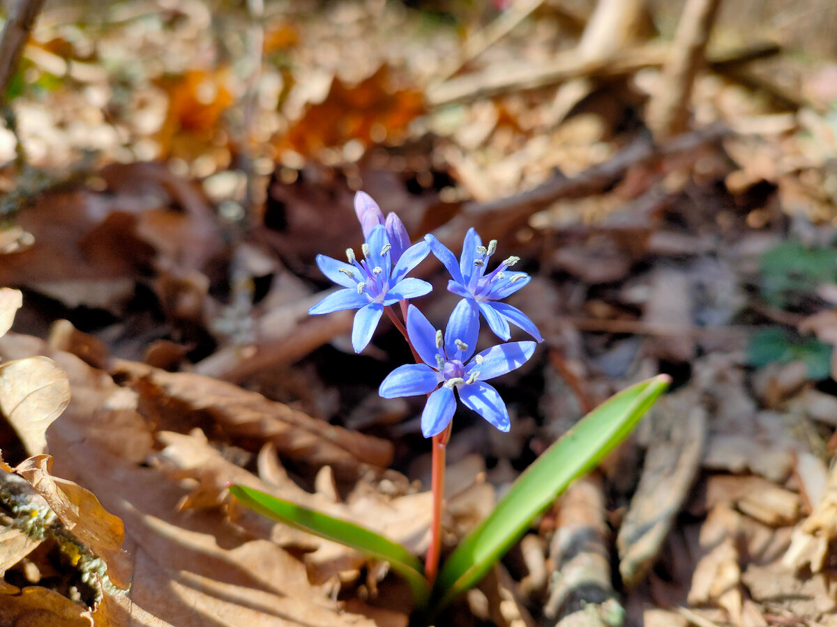 Классная весенняя фотография, да?:)