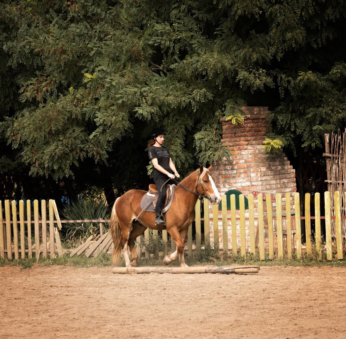 Конь-хулиган по кличке Фомич или Фома🐎 | Из жизни собачника🐶 и конника🐎  | Дзен