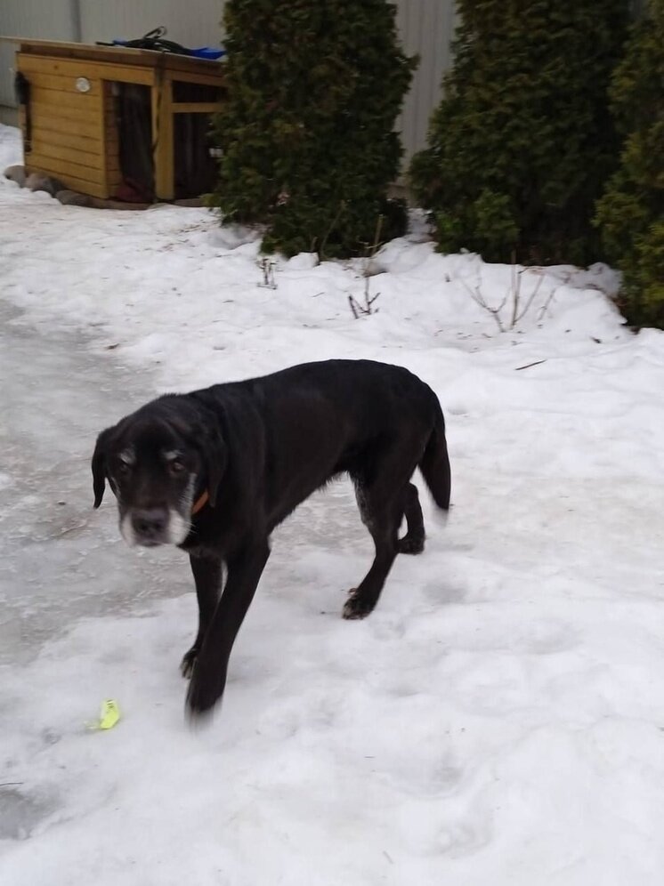 Животные лучше людей. Хочу завести собаку. Не хочу собаку не люблю собак. Фото хочу собаку. Смешные стихи про собак и кошек.