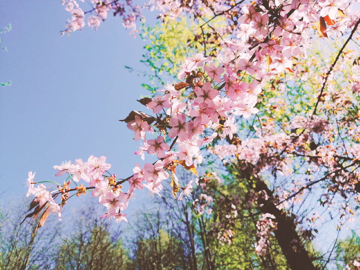 Я всегда мечтала поехать в Японию и увидеть сакуру в цвету... Каждый год я устраиваю свое ханами в Москве! :)
