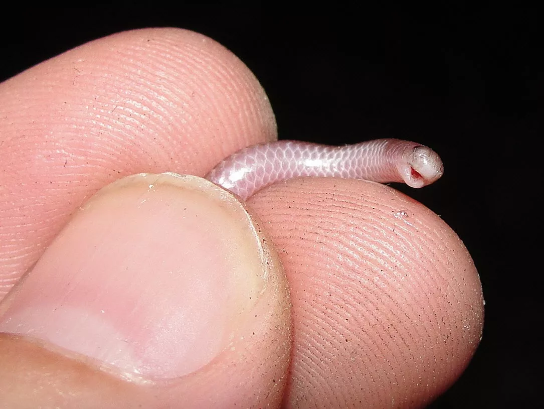 Tetracheilostoma carlae