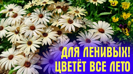 ОЧАРУЕТ ВСЕХ СОСЕДЕЙ! Цветёт ВСЁ ЛЕТО, ухода НЕ ТРЕБУЕТ! Как посеять ОСТЕОСПЕРМУМ