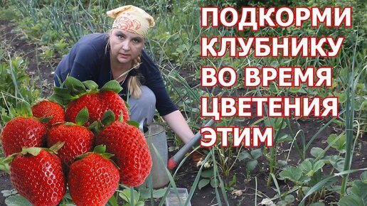 Вредители клубники: как их узнать и обезвредить!