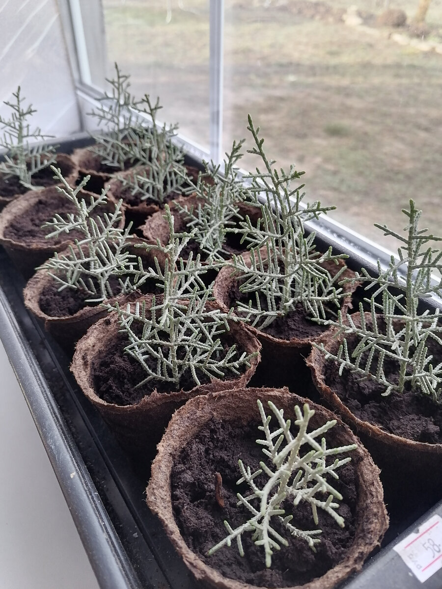 Мои будущие красотки