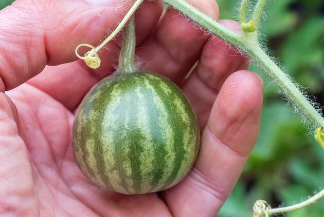 Личный опыт: выращивание арбуза через рассаду