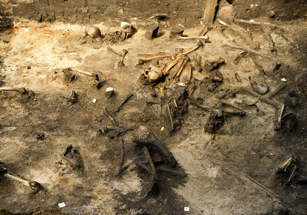 Грибок в подполе. Кости рёбер животных. Клады в старинных домах. Полые кости. Бедровая кость динозавра.