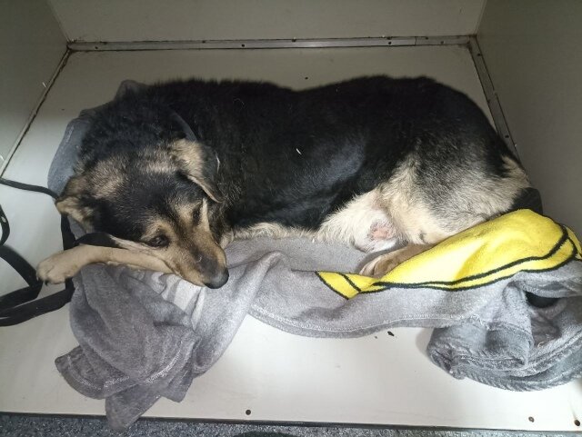 хозяева собаки и сами собаки. хозяин собаки. счастливая и грустная собака. парень с собакой. мастиф.