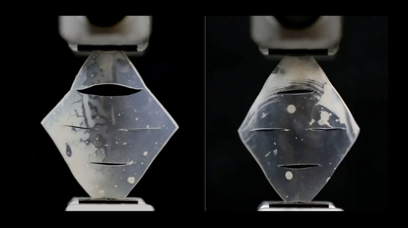    На фото: трещины растут в левом образце, тогда как трещины в правом образце, изготовленном из нового материала, не разрастаются даже после 350 000 циклов растягивания материала