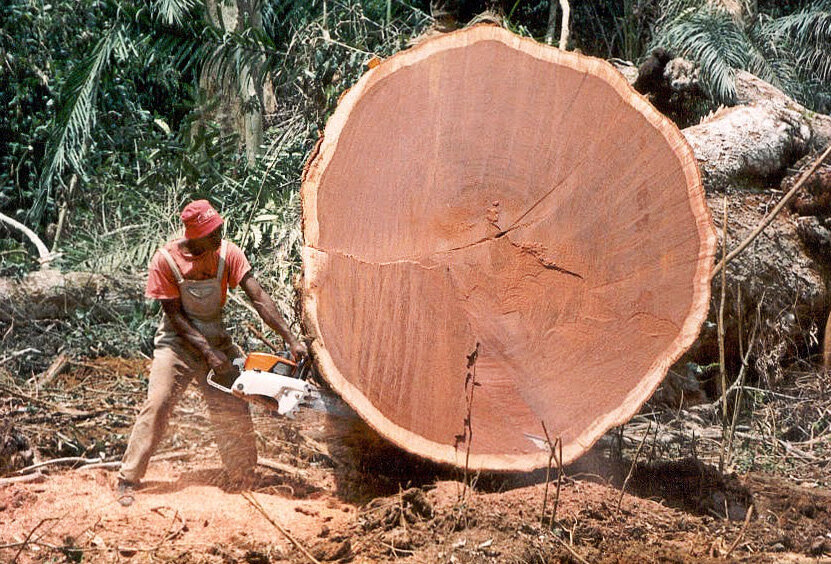 Тисовое дерево великобритании. Деревянная корова растет в коста-рике. Дерево гиперион редвуд. Калифорнийская секвойя гиперион. Национальный парк секвойя дерево генерал шерман.