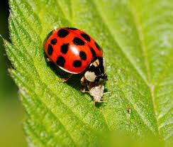 Не просто Божья коровка, а очень важный энтомофаг.😅