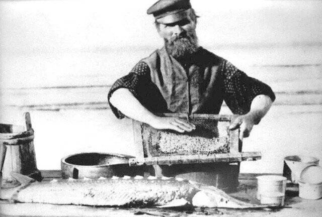 Очищение икры от ястыков. Фото 1889 год.