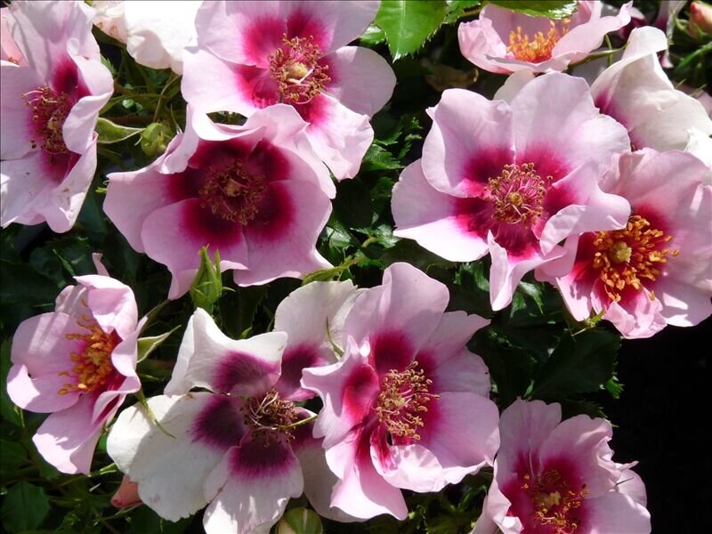 Фото с сайта ОптХоз